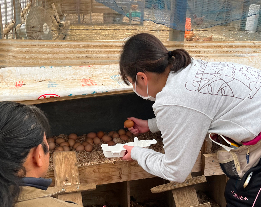 ふれあい卵拾い体験
