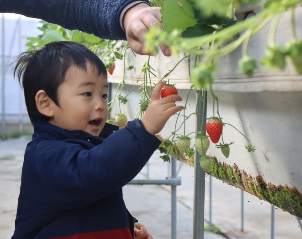 いちご狩り体験