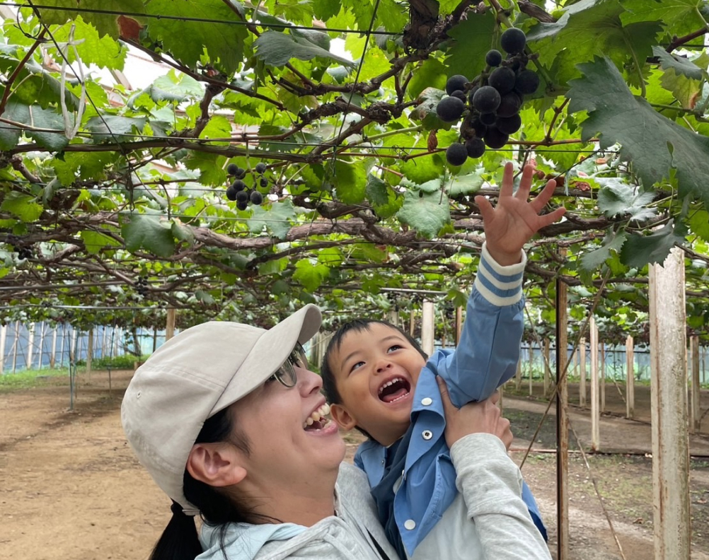 ぶどう狩り体験